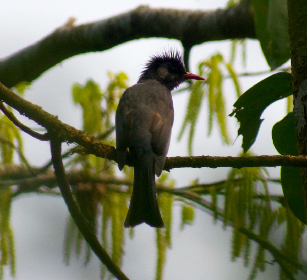 Bulbul noir - ML635156752