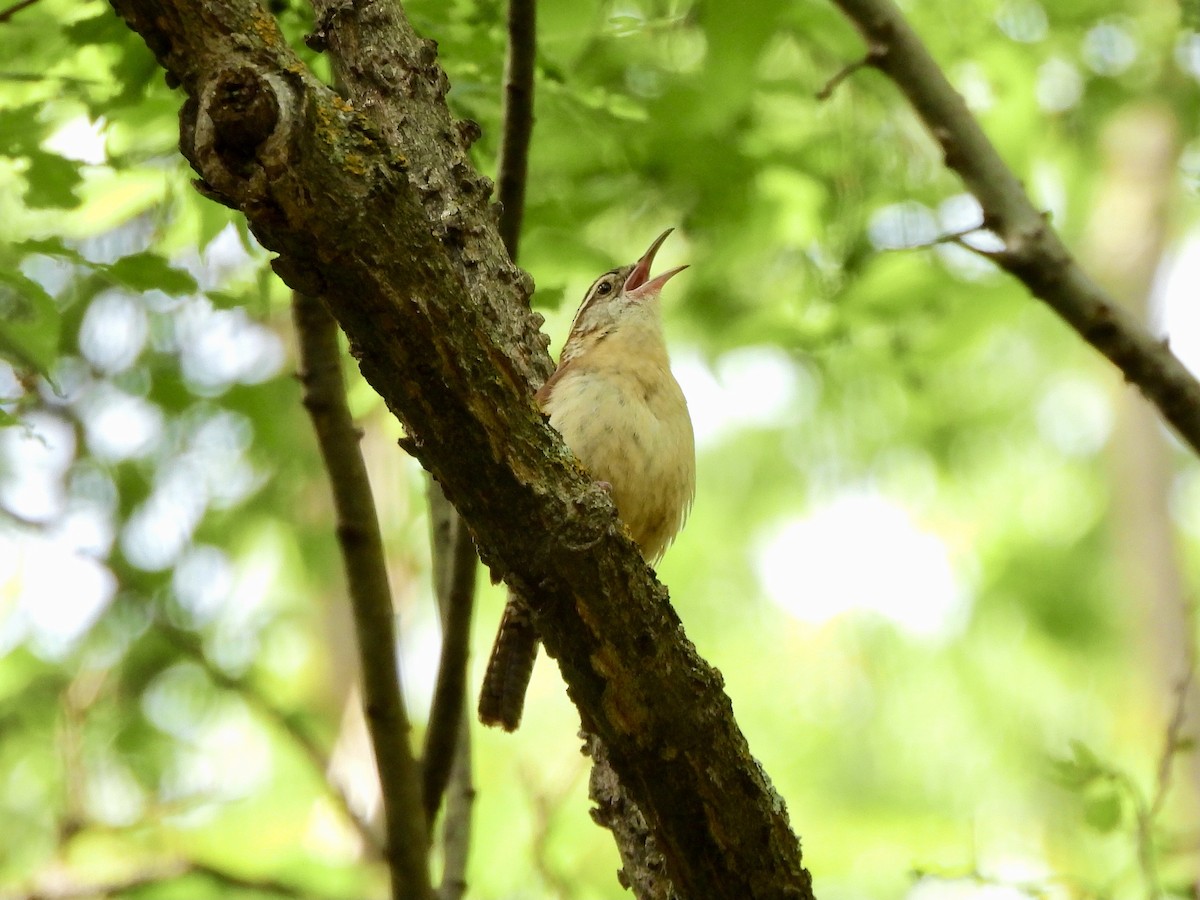 Carolina Wren - ML635156761