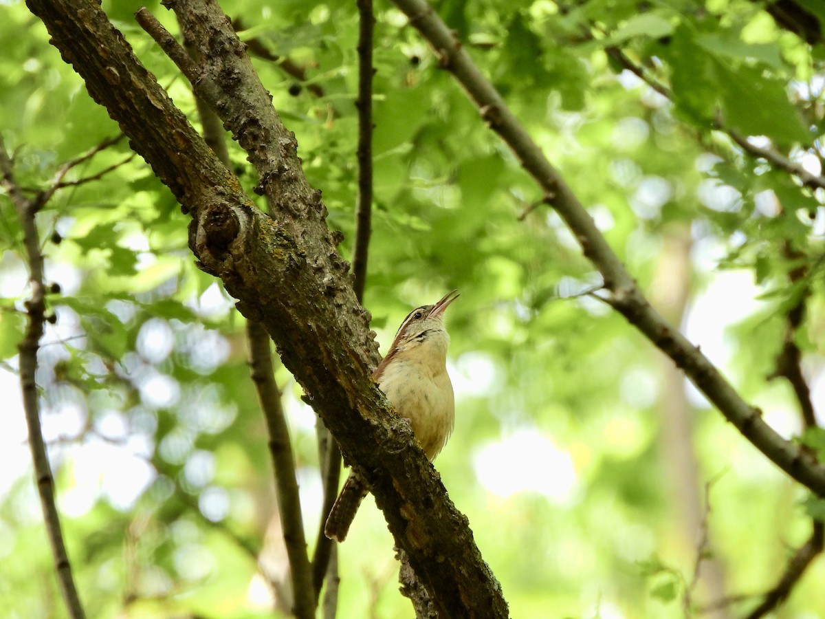 Carolina Wren - ML635156762