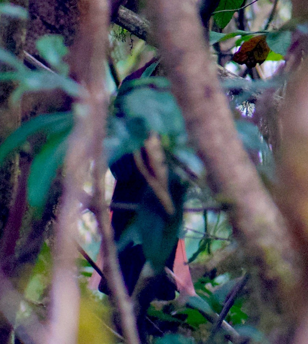 Trogon de Ward - ML635156857