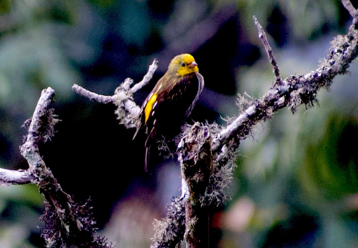 Indicateur à dos jaune - ML635156860