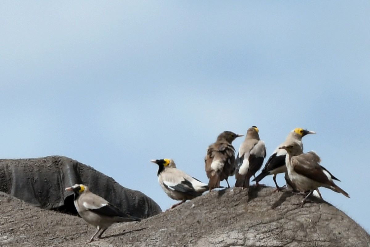 Wattled Starling - ML635156871