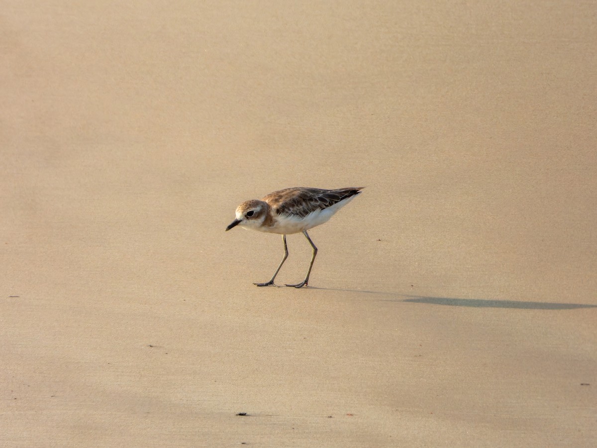 Tibetan Sand-Plover - ML635156876
