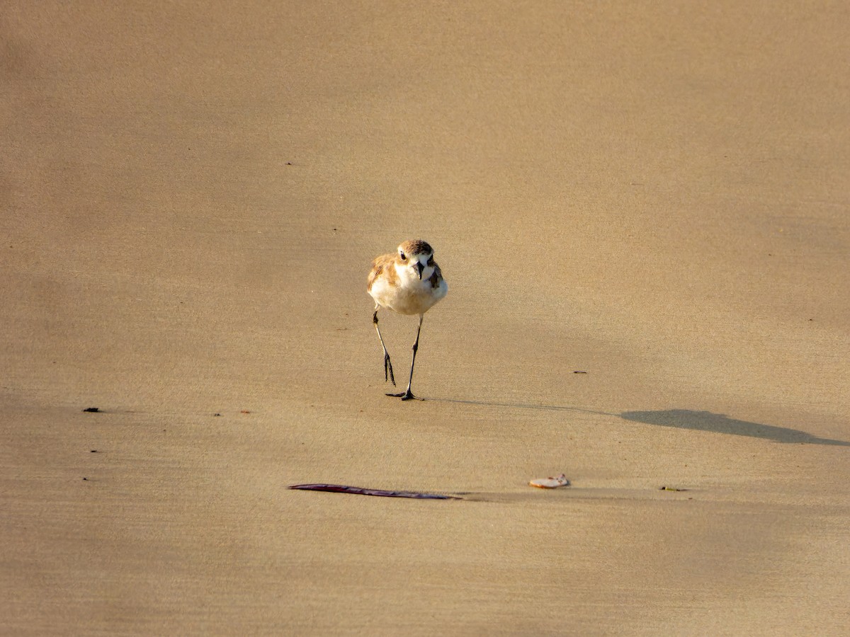 Tibetan Sand-Plover - ML635156877