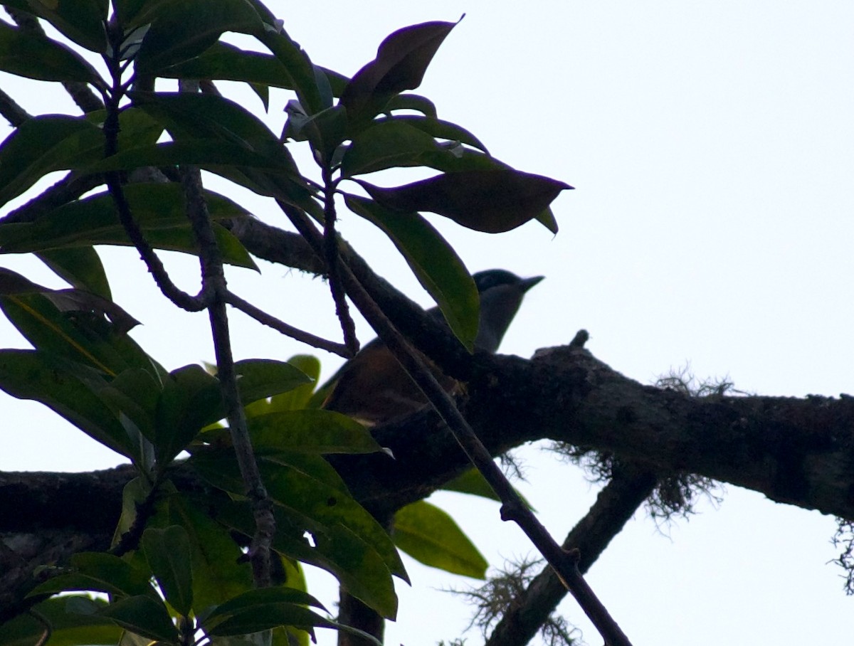 Black-headed Shrike-Babbler - ML635156905