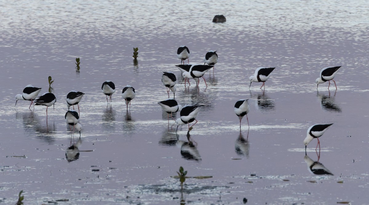 Banded Stilt - ML635156914
