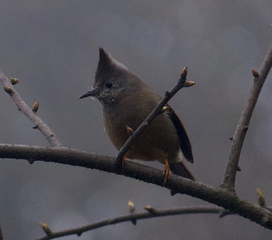 Yuhina à gorge striée - ML635156916
