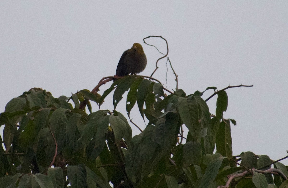 Crimson-browed Finch - ML635156976