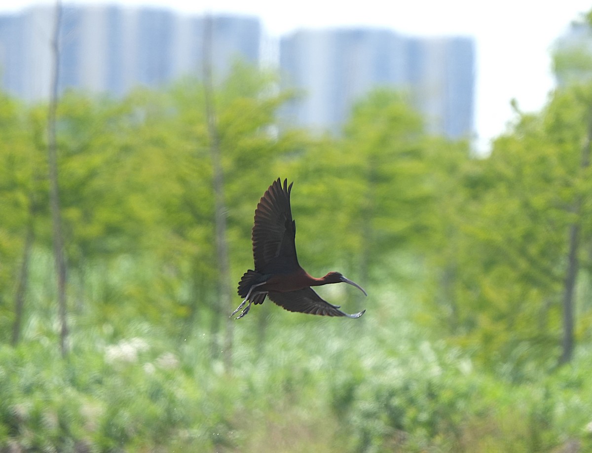 Glossy Ibis - ML635157012