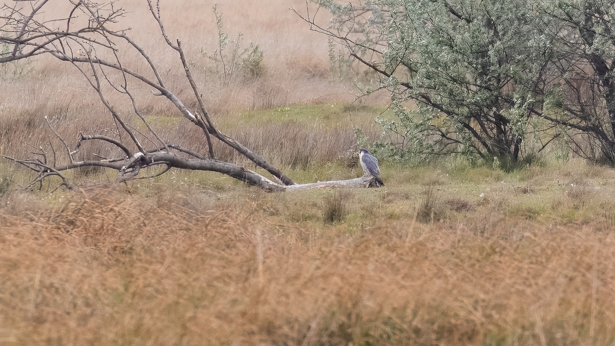 Peregrine Falcon (Tundra) - ML635157034