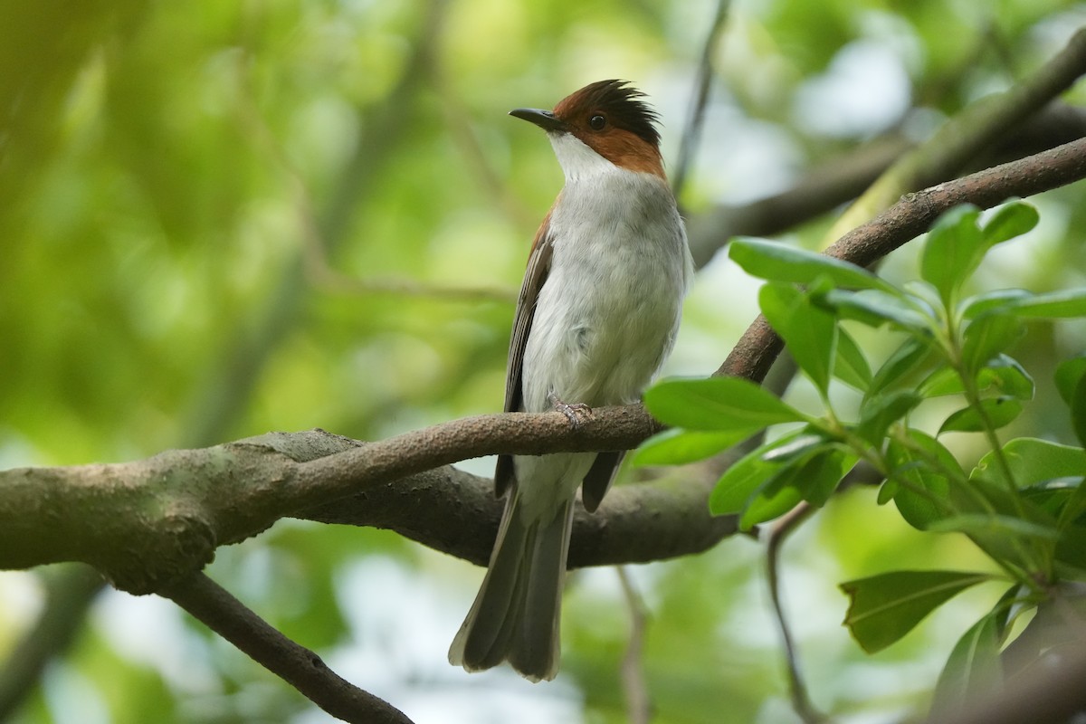 ML635157056 - Chestnut Bulbul - Macaulay Library