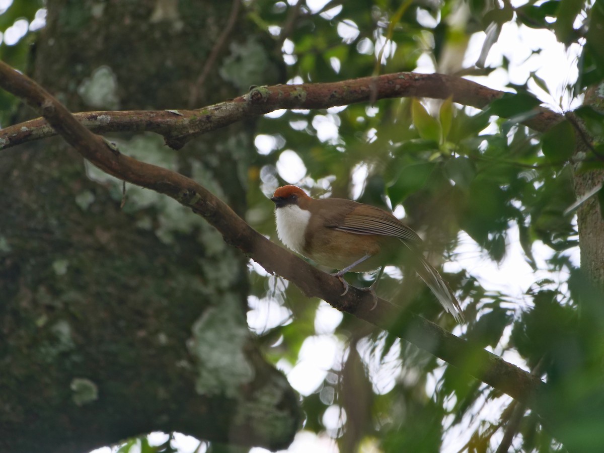 Rufous-crowned Laughingthrush - ML635157065