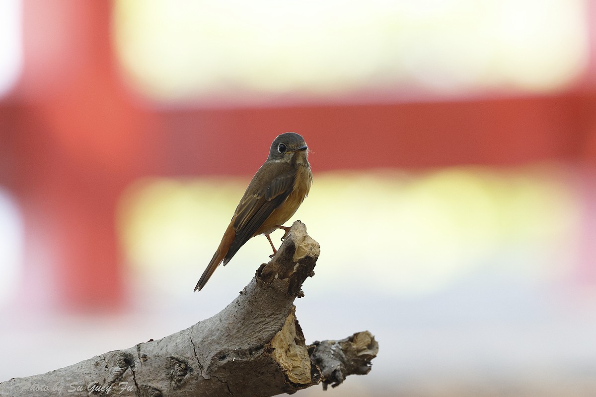 Ferruginous Flycatcher - ML635157097