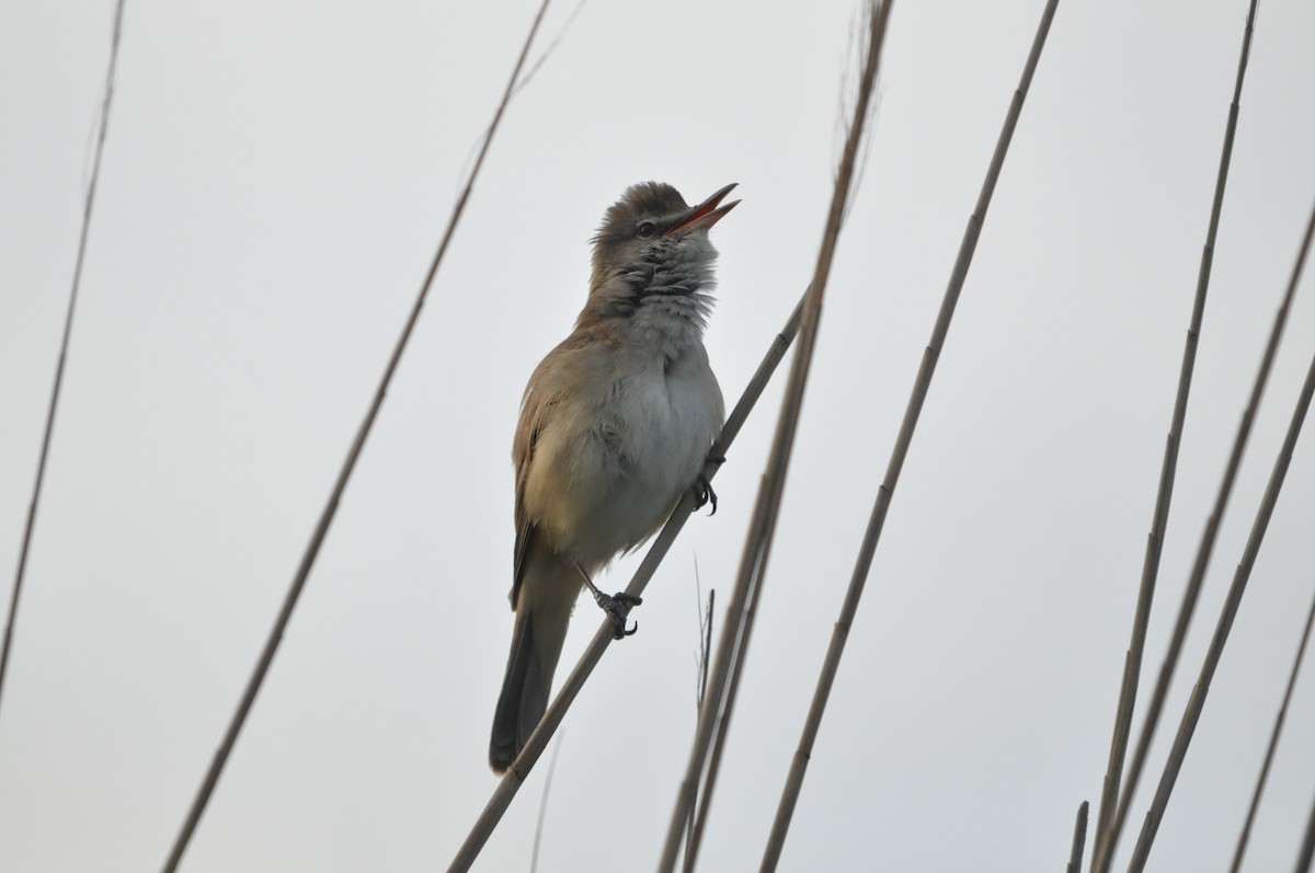 Great Reed Warbler - ML635157104