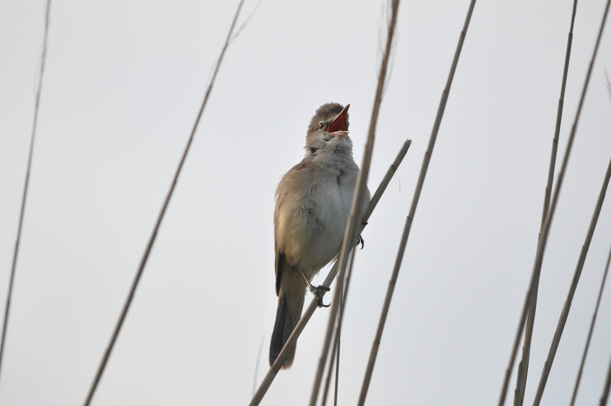 Great Reed Warbler - ML635157108