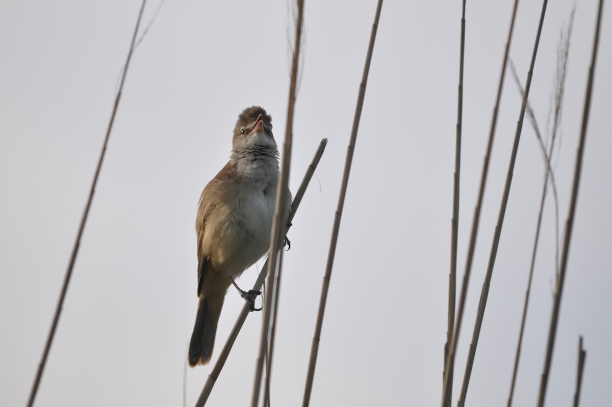 Great Reed Warbler - ML635157119