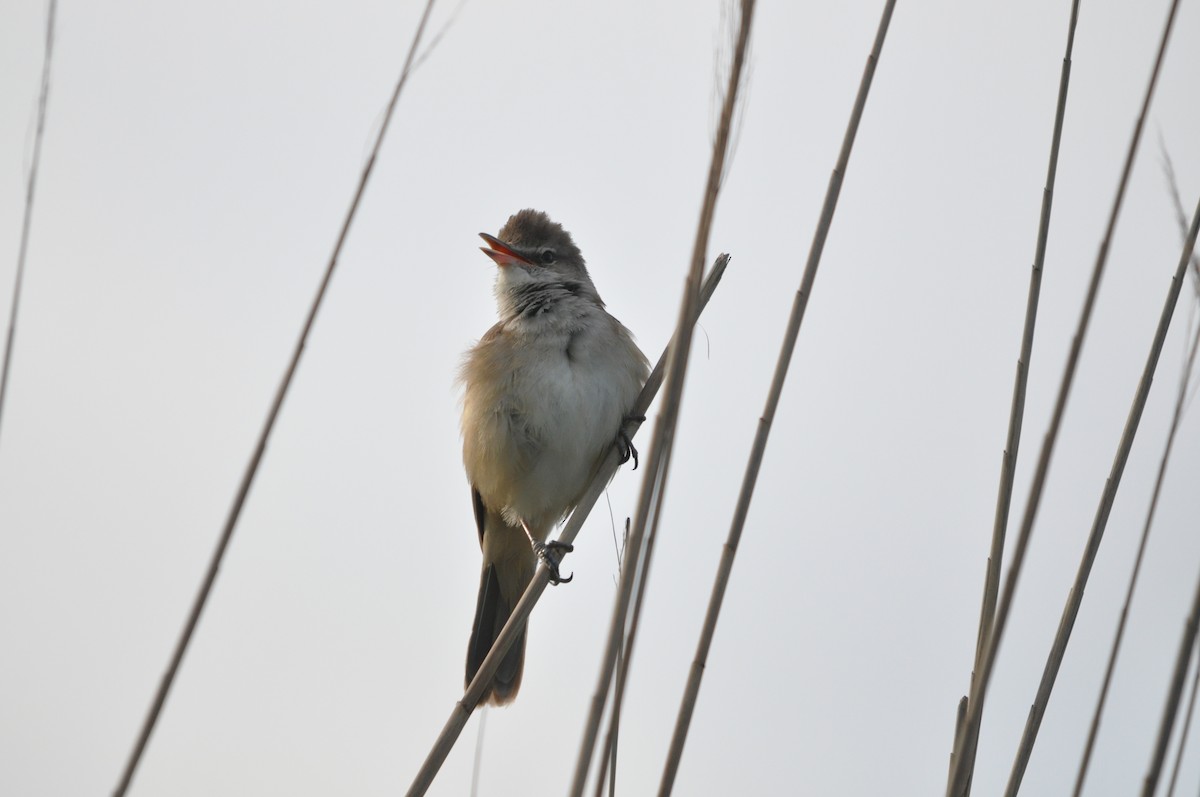 Great Reed Warbler - ML635157120
