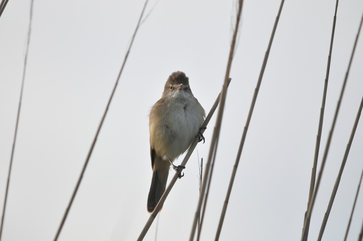 Great Reed Warbler - ML635157128