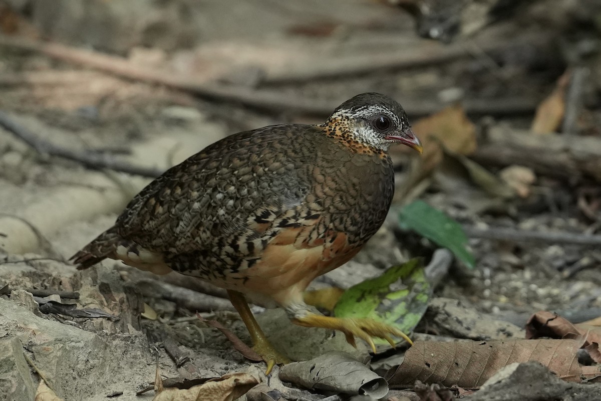 Scaly-breasted Partridge (Green-legged) - ML635157150