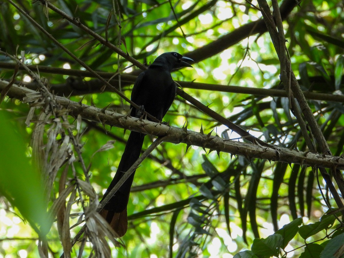Racket-tailed Treepie - ML635157159
