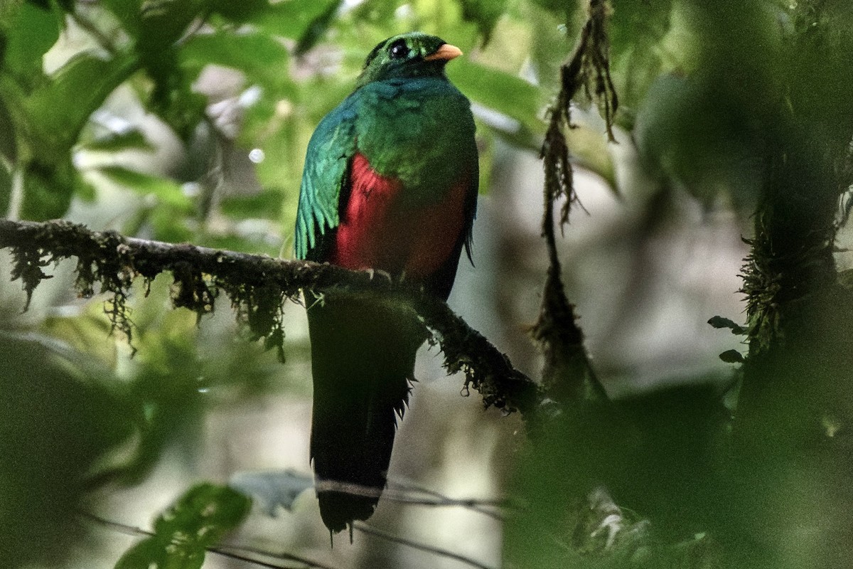 Golden-headed Quetzal - ML635157247