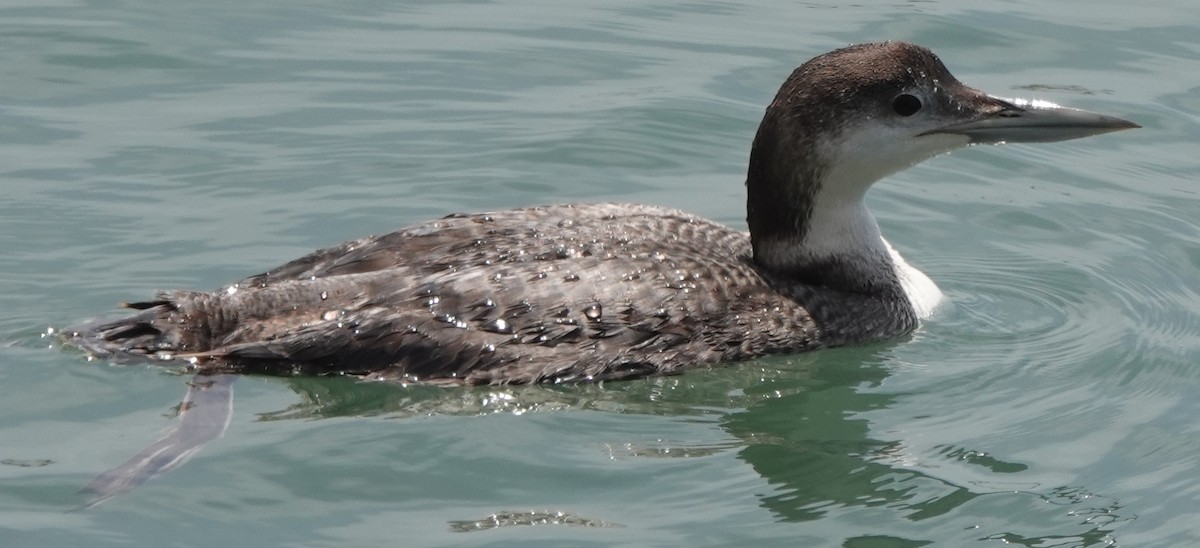 Plongeon huard - ML635157263