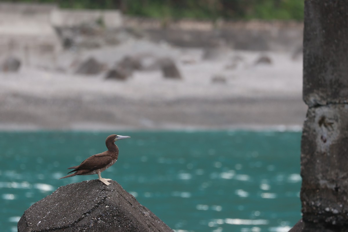 Brown Booby (Forster's) - ML635157322