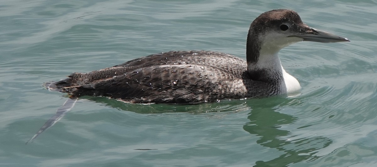 Plongeon huard - ML635157350
