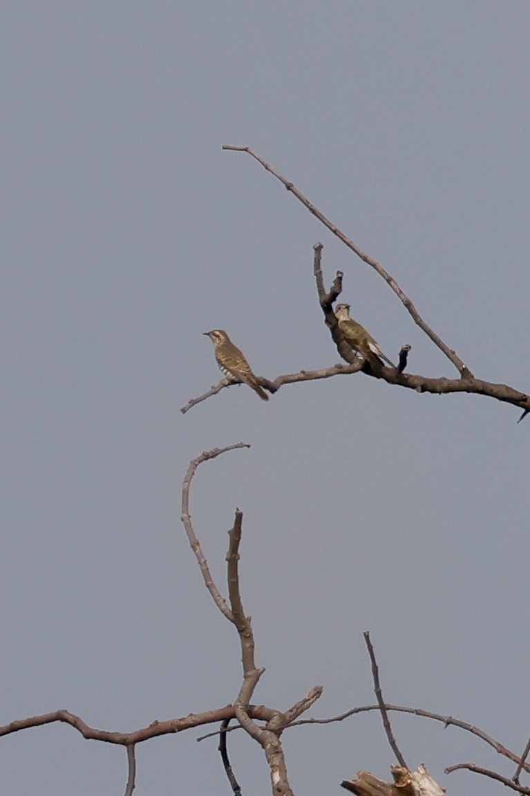 Horsfield's Bronze-Cuckoo - ML635157377