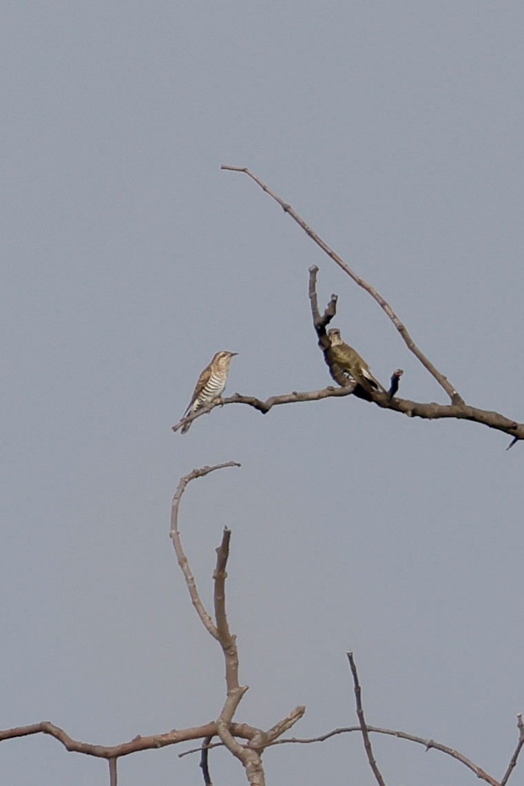 Horsfield's Bronze-Cuckoo - ML635157378