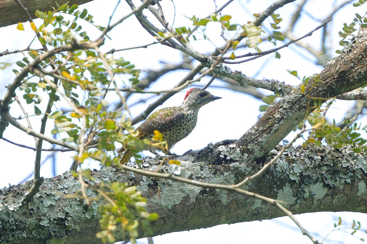 Nubian Woodpecker - ML635157586