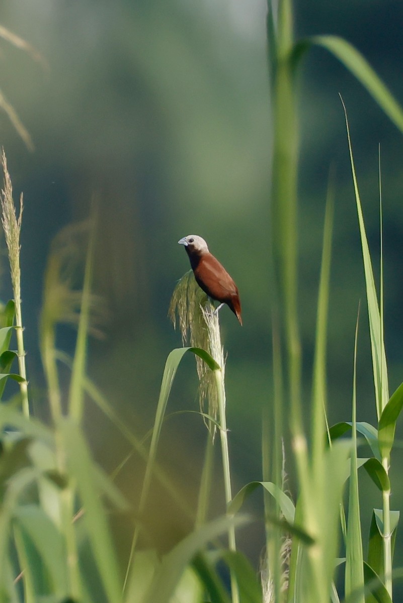 White-capped Munia - ML635157625