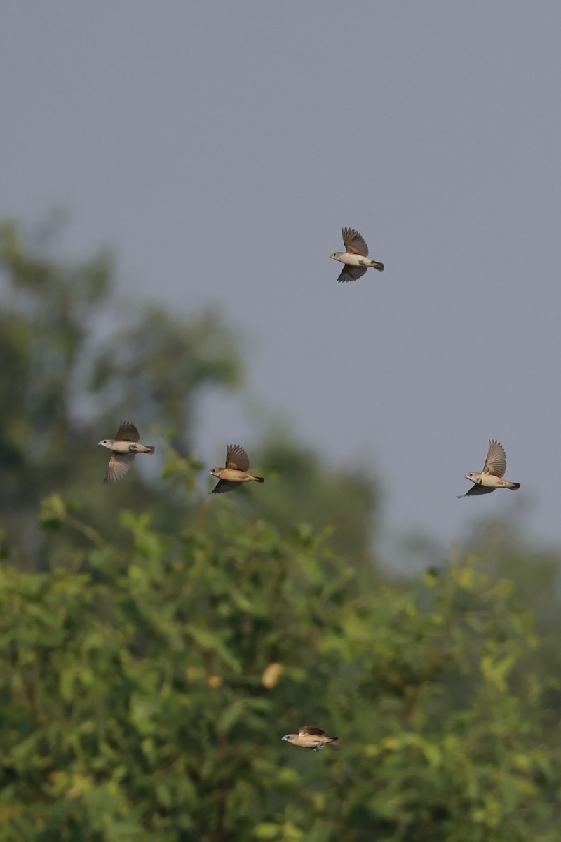 White-capped Munia - ML635157626