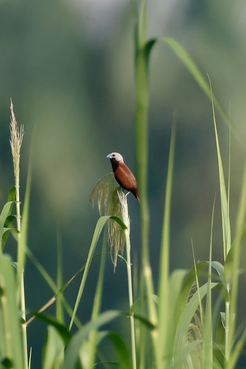 White-capped Munia - ML635157627
