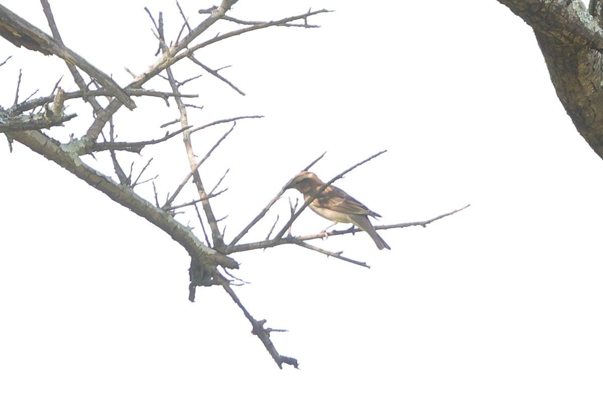 Yellow-throated Bush Sparrow - ML635157630