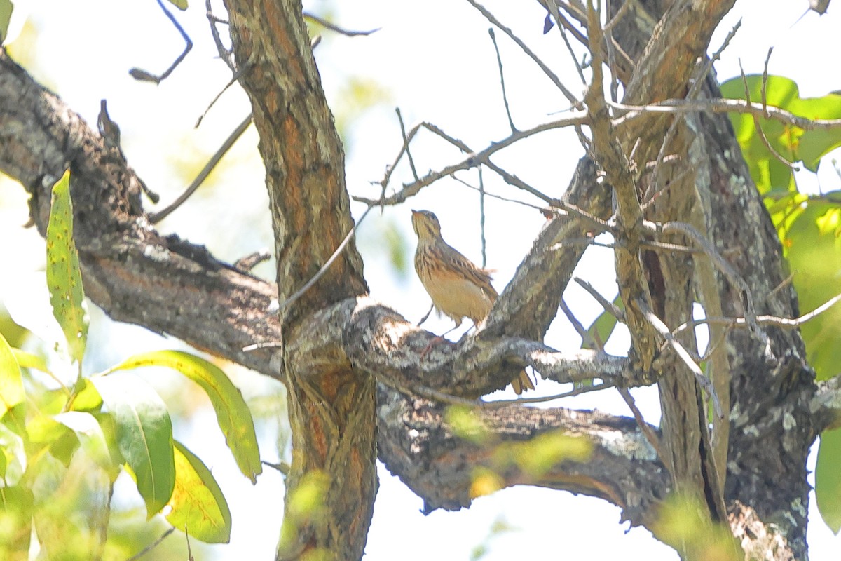 Plain-backed Pipit - ML635157652
