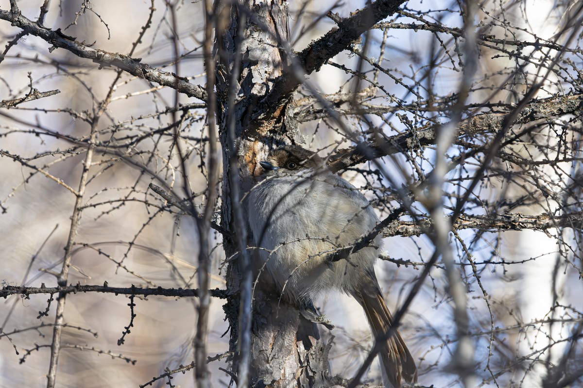 Siberian Jay - ML635157655