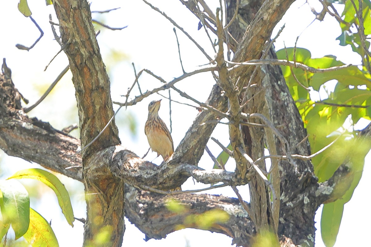 Plain-backed Pipit - ML635157658