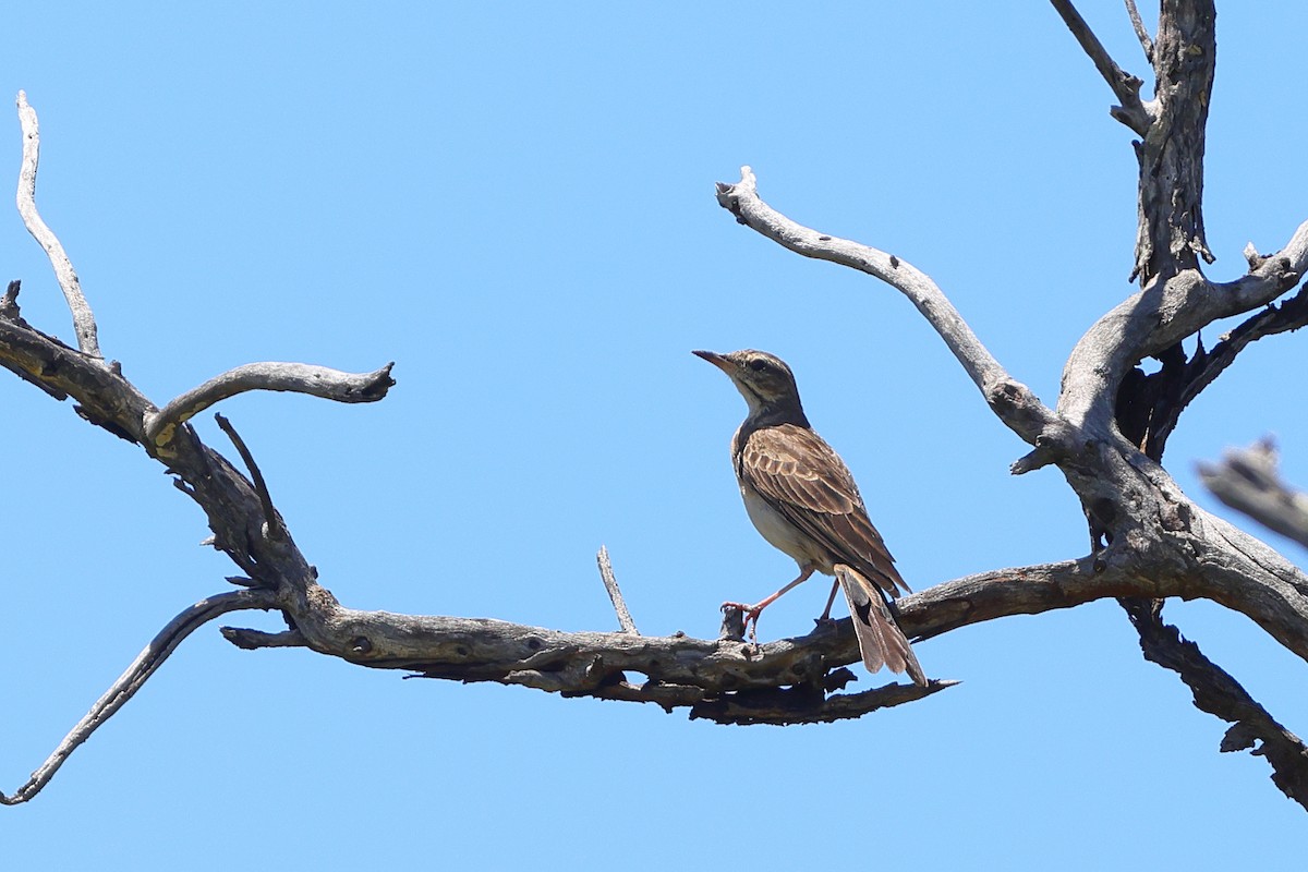 Plain-backed Pipit - ML635157659