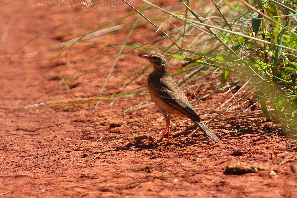 Plain-backed Pipit - ML635157660