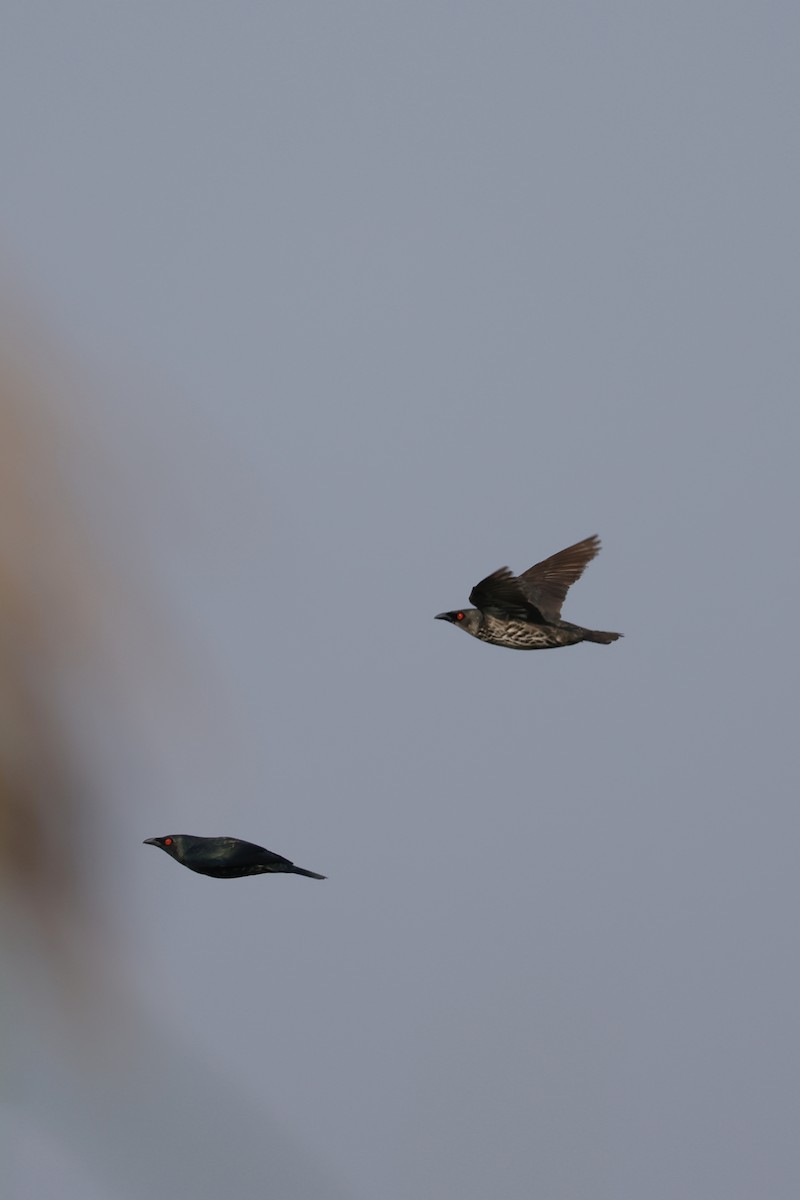 Asian Glossy Starling - ML635157664