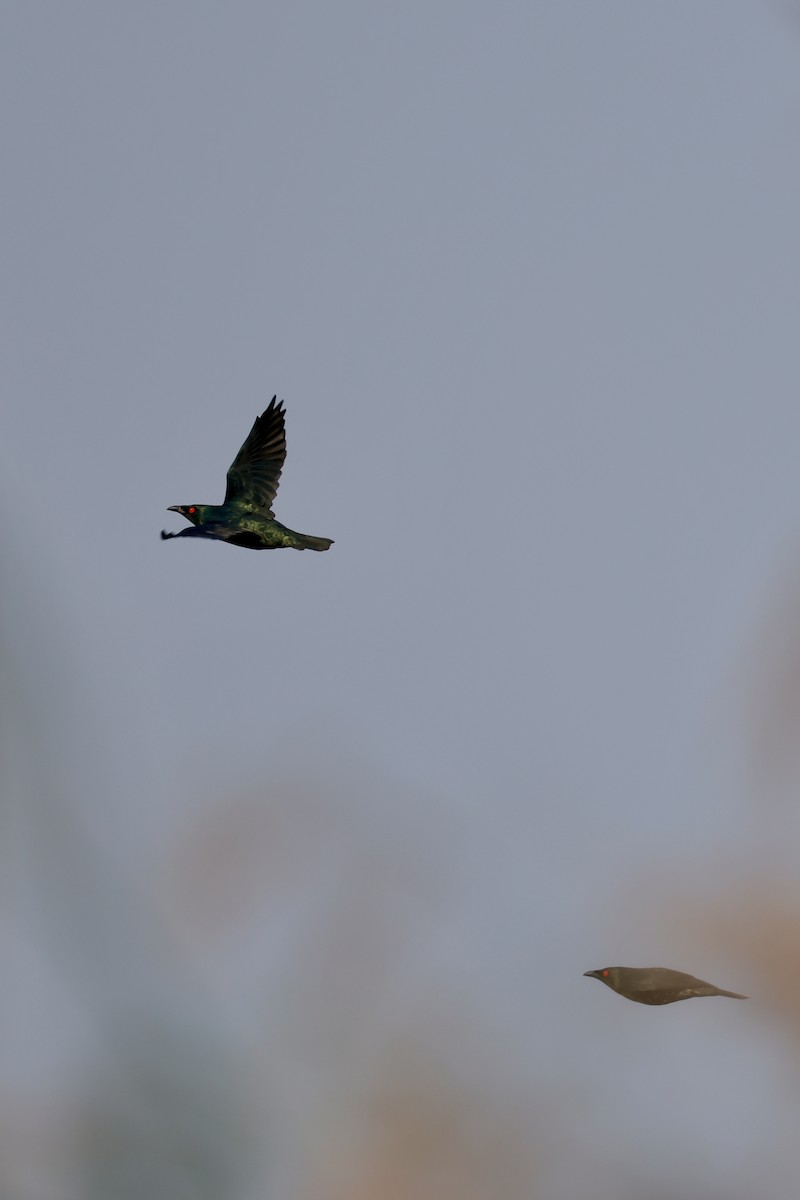 Asian Glossy Starling - ML635157665
