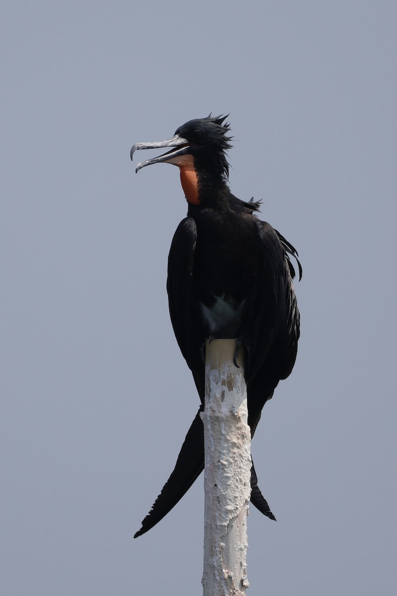 Christmas Island Frigatebird - ML635157698