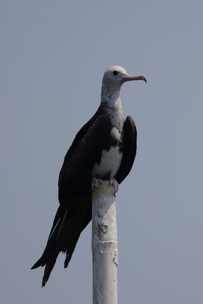 Christmas Island Frigatebird - ML635157699