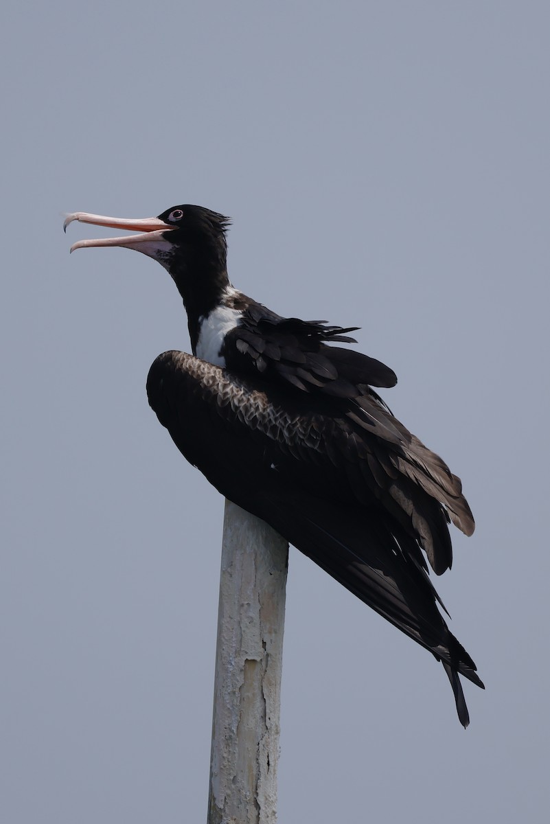 Christmas Island Frigatebird - ML635157700