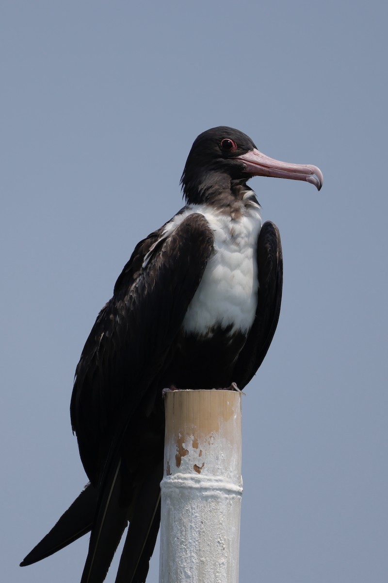 Christmas Island Frigatebird - ML635157701