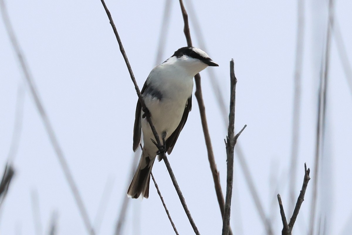 Ashy Minivet - ML635157713