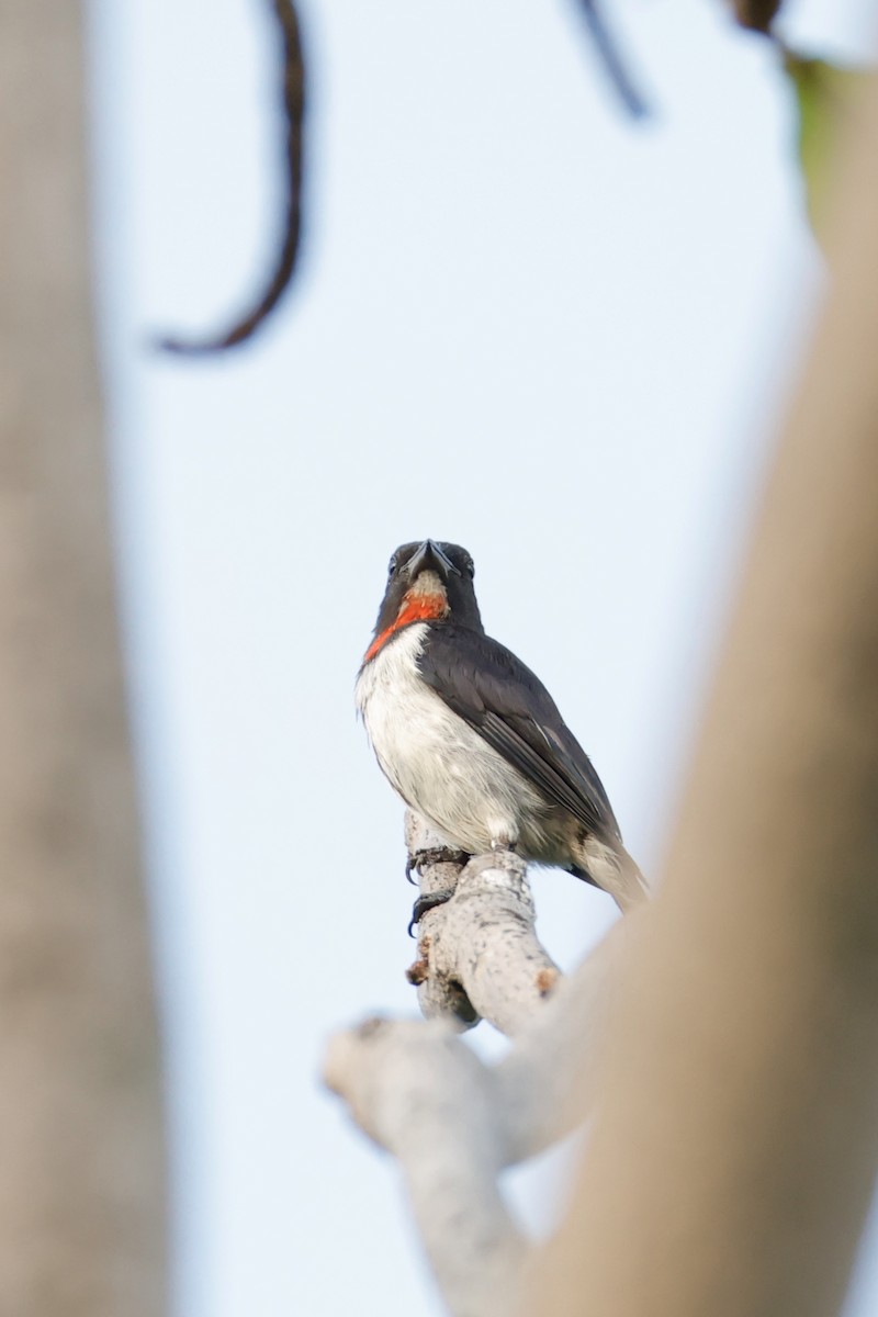 Red-chested Flowerpecker - ML635157741