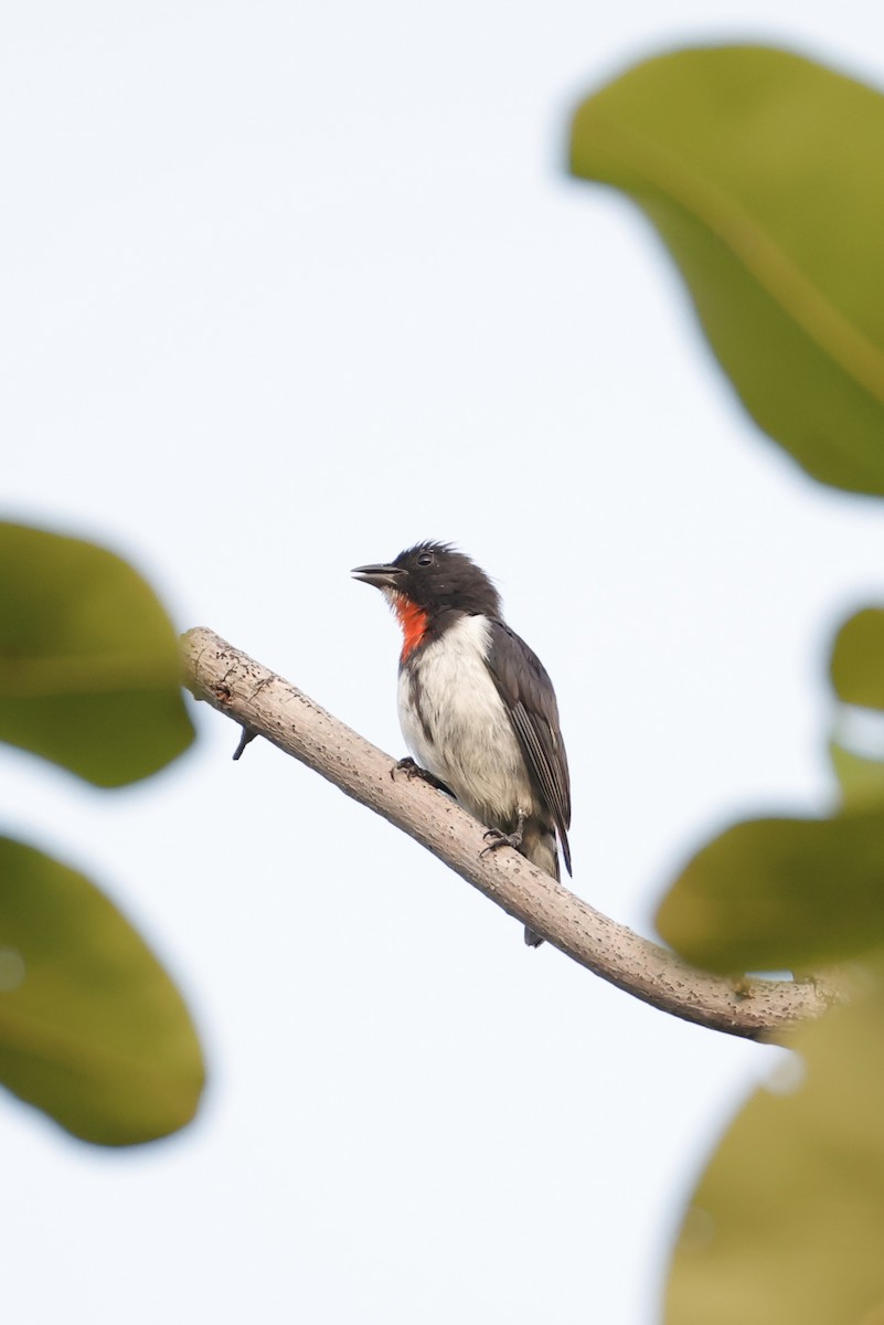 Red-chested Flowerpecker - ML635157742