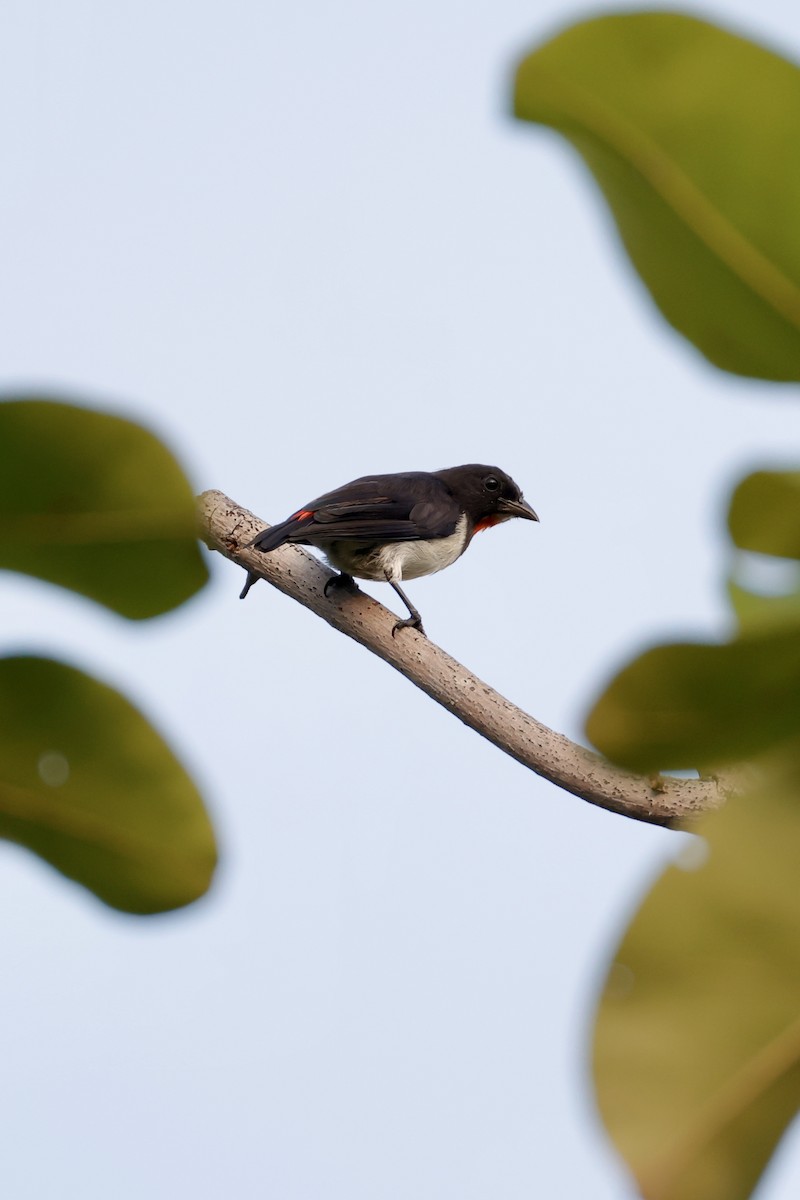 Red-chested Flowerpecker - ML635157743